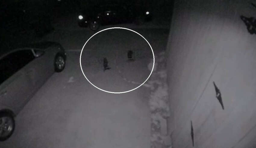 Security camera records tiny humanoid creatures in Texas home