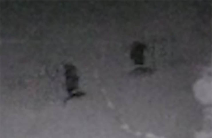 Security camera records tiny humanoid creatures in Texas home 1 Tiny Humanoid Creatures