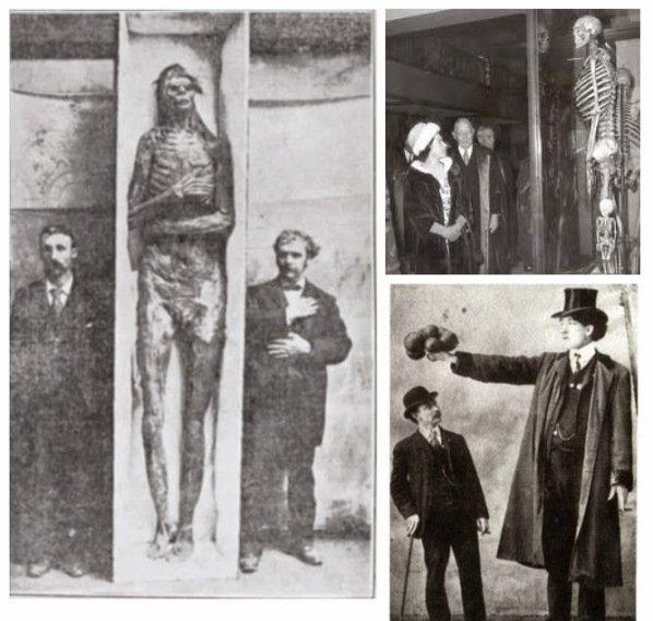 USA Giants Skeletons