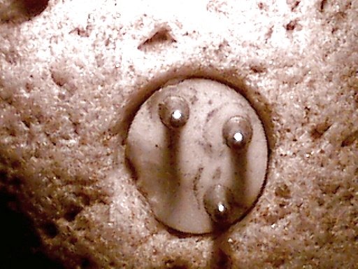 Enigmalith: A 100,000-Year-Old electrical connector found embedded In Stone 4 petradox 02 1