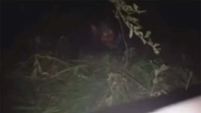 Several People Record Werewolf In Brazil And Argentina