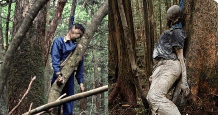 The Japanese Suicide Forest: 10 Disturbing Facts About This Forest