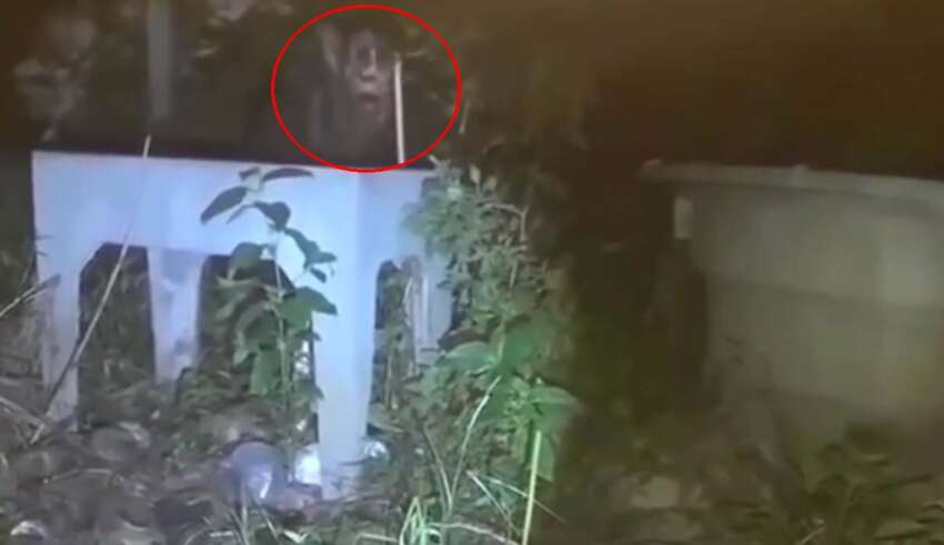 Several People Record Werewolf In Brazil And Argentina