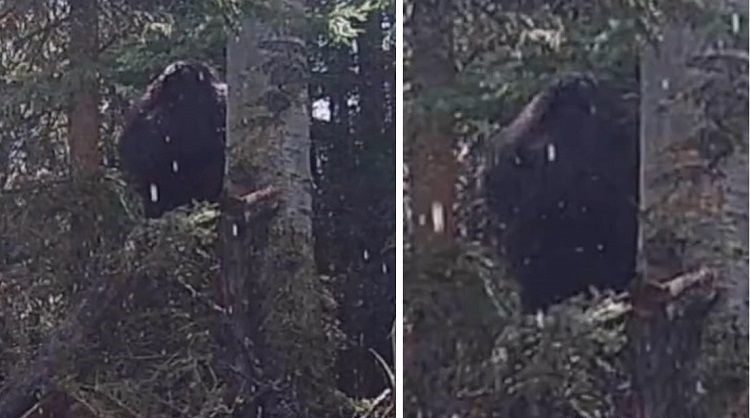 Most Convincing Bigfoot Sightings Around The World 12 02282522