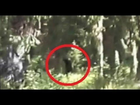Most Convincing Bigfoot Sightings Around The World 10 0a1582a477f6fe7fb2272f0415d698a5