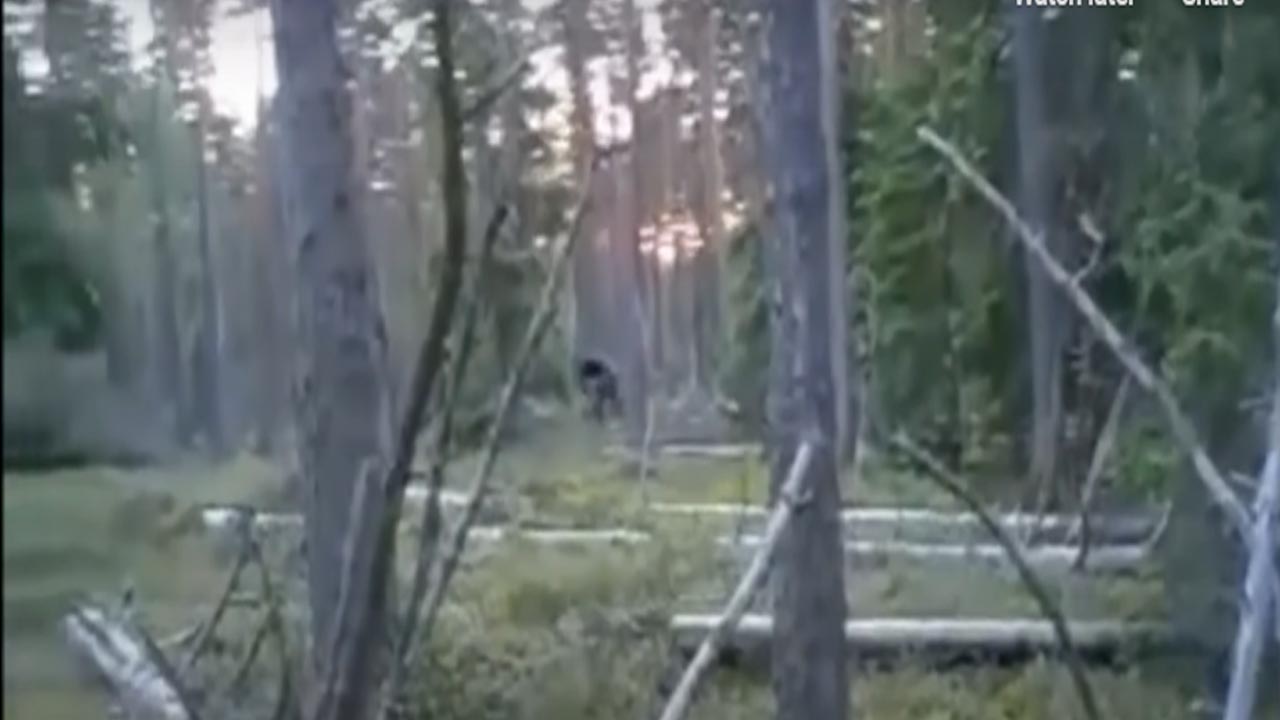 Superfast Bigfoot Filmed In Russian Forest And What Do The Scientist Have To Say About It