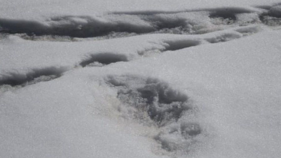 Most Convincing Bigfoot Sightings Around The World 3 106645919 b735a9f2 657f 40df ae5d 4f5e5a43eb79