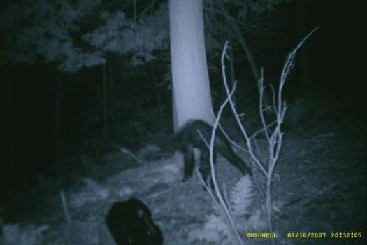 Most Convincing Bigfoot Sightings Around The World 8 20071031 Sasquatch2p1