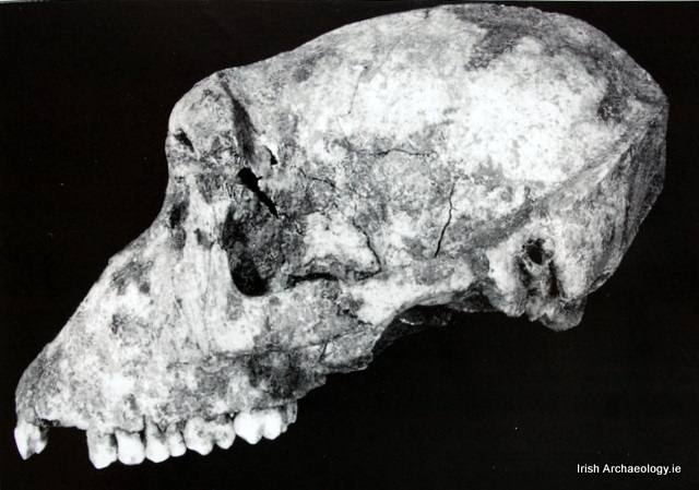 The Legends of Thoth: The connection between Ancient Egypt and Ireland 8 barbary ape skull navan fort