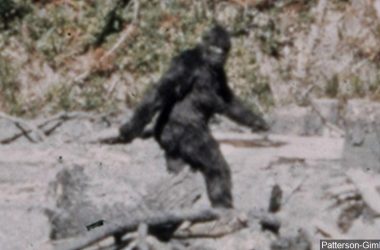 bigfoot20sighting 1557441907546.jpg 86958001 ver1.0