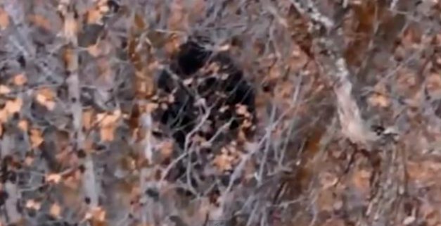 Most Convincing Bigfoot Sightings Around The World 5 bigfoot3