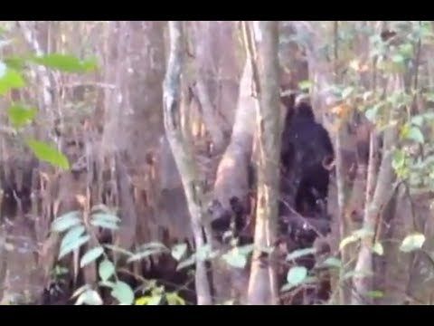 Most Convincing Bigfoot Sightings Around The World 11 f1450a6d47d0888f174d43452590c9fe