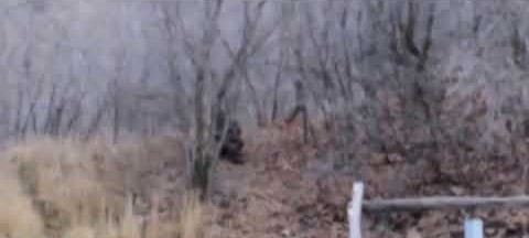 Most Convincing Bigfoot Sightings Around The World 6 hqdefault