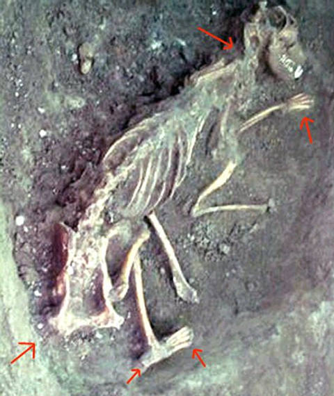 The Legends of Thoth: The connection between Ancient Egypt and Ireland 5 Ancient Egypt And Ireland