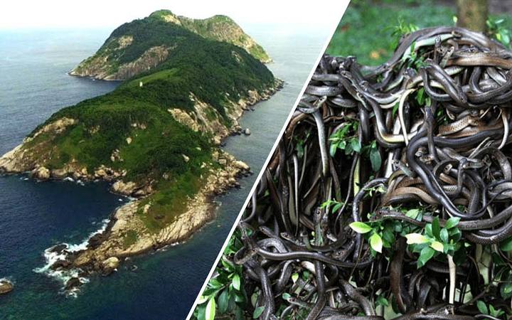 The Snake Island: Ilha de Queimada Grande The Most Dangerous Island On The Planet