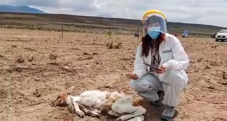 Terror In Chile: Allegedly A Chupacabra Has Drained The Blood Out Of More Than 50 Animals