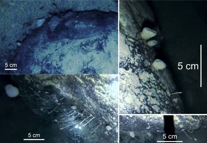 Bizarre Life Forms Discovered Beneath The Hostile Ice Shelves Of Antarctica