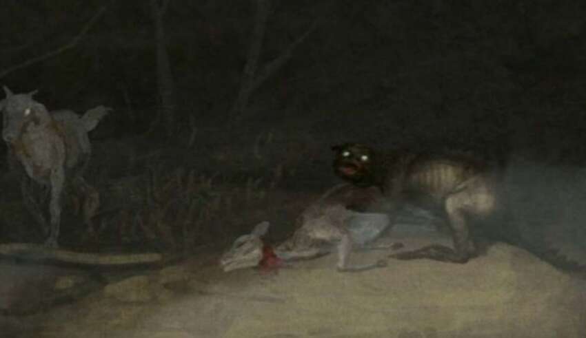 chile ataque misteriosa criatura 850x491 1