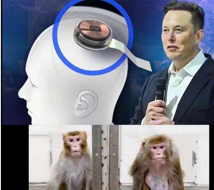 Elon Musk Says Neuralink Has Monkeys Playing Video Games With Their Mind