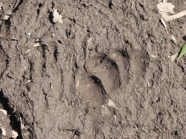 Strange Hairy Yeti Like Creature Witnessed In Australia By The Daughter Of A Biologist 2 Strange Hairy Yeti Like Creature Witnessed In Australia By The Daughter Of A Biologist