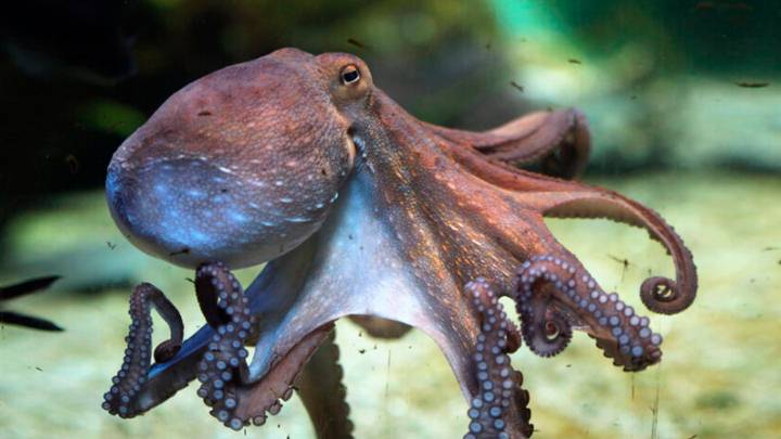 Cephalopods Maybe 30 Million Years Older Than Thought Reveals Fossils 1 Cephalopods Maybe 30 Million Years Older Than Thought Reveals Fossils