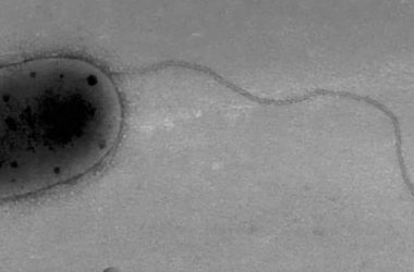 Microbes unknown to science are discovered on the International Space Station