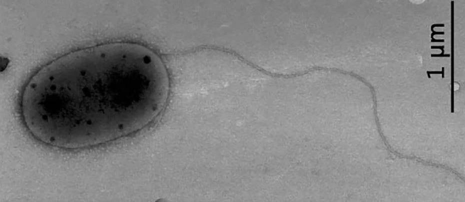 Unknown Microbes Discovered On International Space Station
