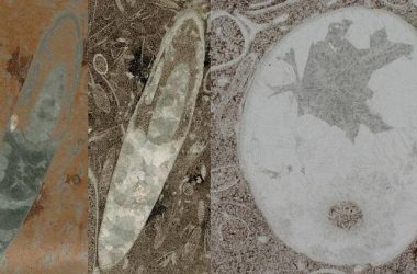 Cephalopods Maybe 30 Million Years Older Than Thought Reveals Fossils 18 fosiles avalon1