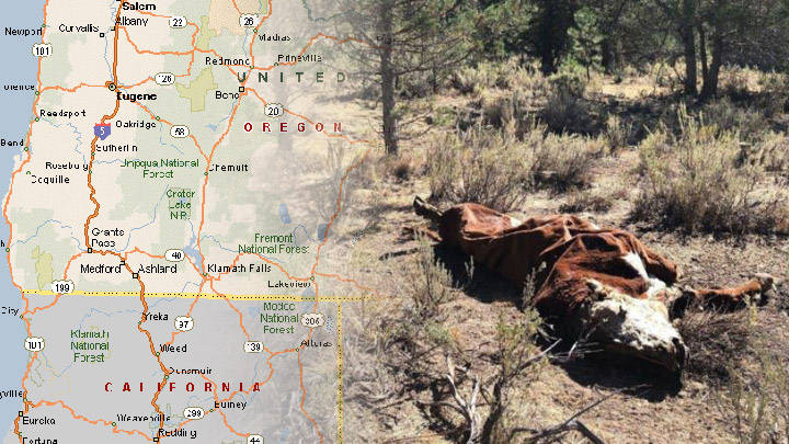 Mysterious Cattle Mutilations Have Reappeared In Oregon, USA