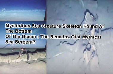 The Remains Of A Mythical Sea Serpent?