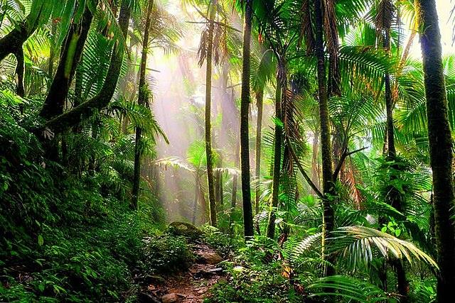 El Yunque National Forest Alien Encounters: A Camping Group Attacked By Aliens 