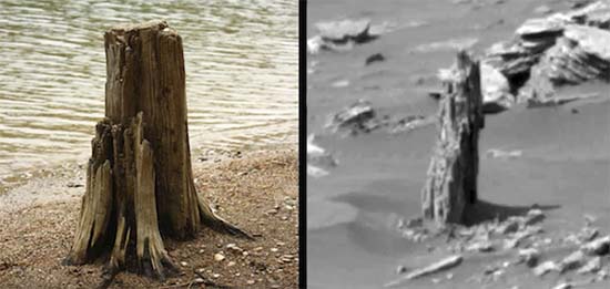 NASA Images Show The Remains of a Petrified Tree On Mars