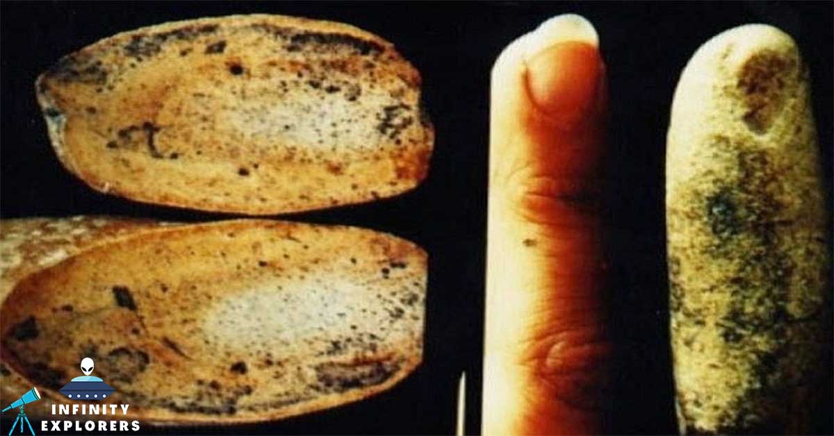 The Mystery Of The 100 Million Years Old Fossilized Human Finger