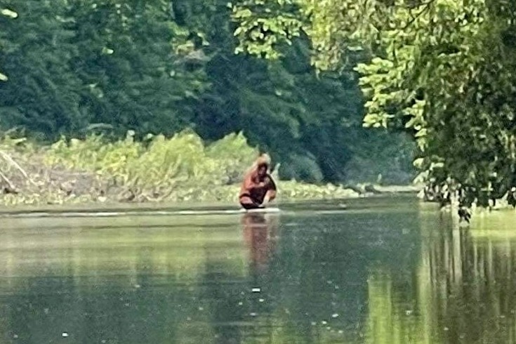 Bigfoot Carrying A Cub