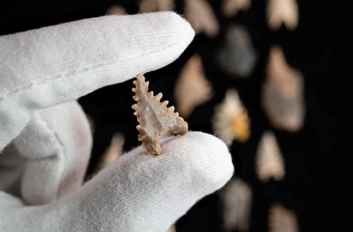 7000 Years Old Fossils Found In Sulawesi Caves Reveals Unknown Human Lineage 4 Maros arrowheads are believed to be typical of Toalean culture.
Credit: Shahna Britton and Andrew Thomson