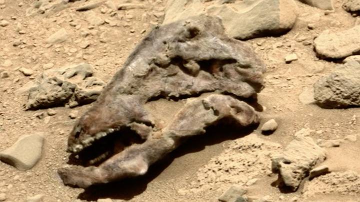 Fossil On Mars