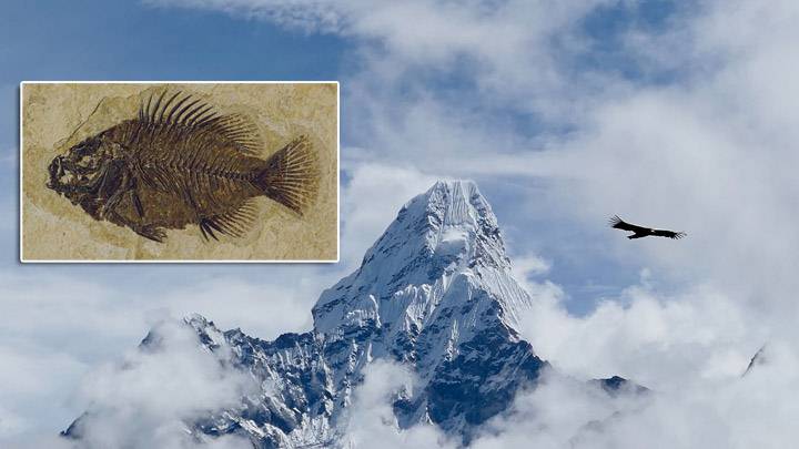 Fossilized Fish Found High In Himalayas: Proof Of The Biblical Flood?