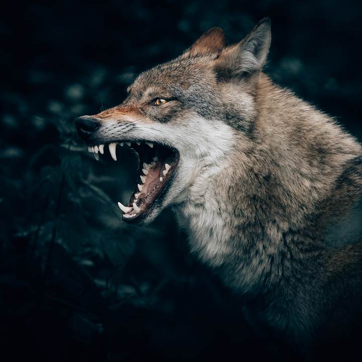Dina Sanichar: The Boy Raised By Wolves In Wild 2 Wolf