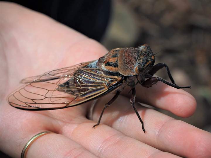 Cicada follow the prime numbers Did Humans Invent Mathematics Or Is It A Fundamental Part Of Existence