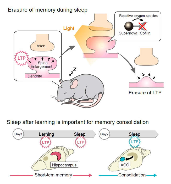 Japanese Scientists Have Invented A "Neuralizer" To Erase Memories