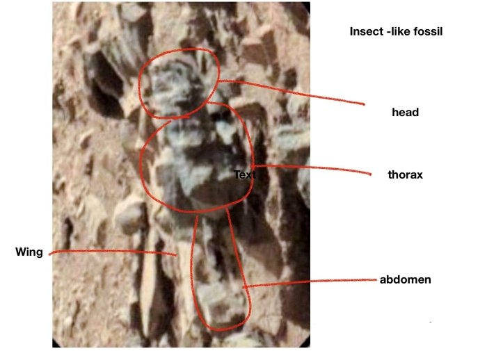 Insect Fossil On Mars