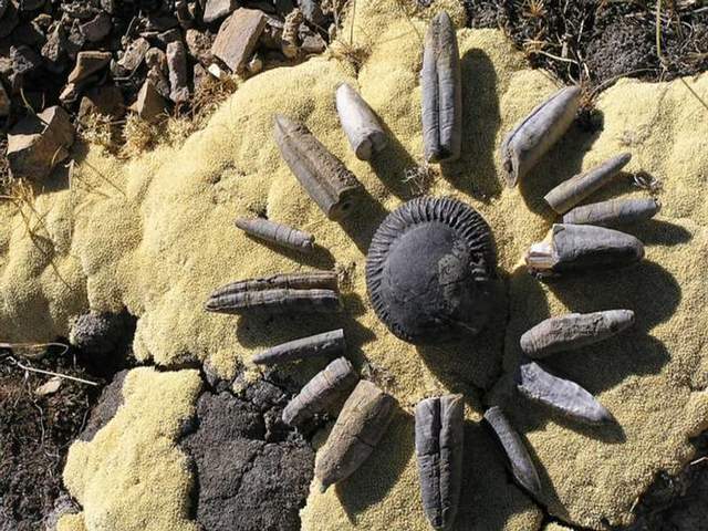 Fossilized Fish 