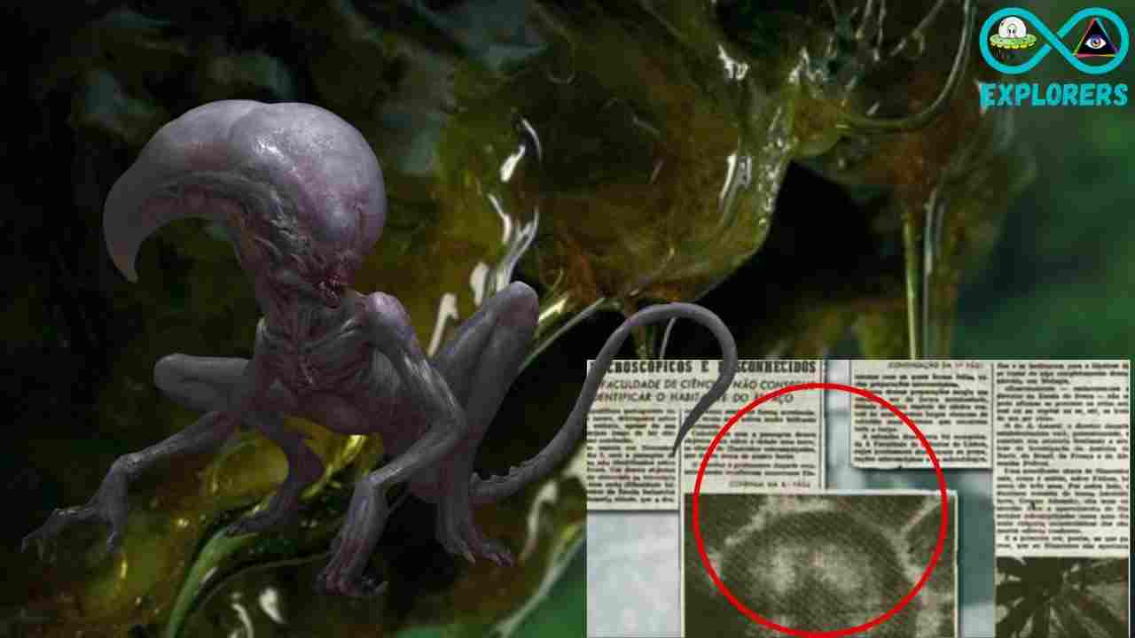 Evora’s Alien Creature: Extraterrestrial Organism Captured in Portugal