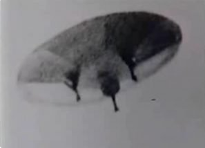 Evora's Alien Creature: Extraterrestrial Organism Captured in Portugal