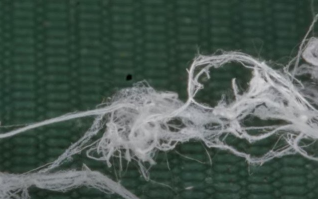 Evora's Alien Creature: Extraterrestrial Organism Captured in Portugal