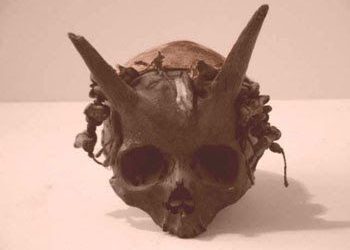 Giant Skull with horn