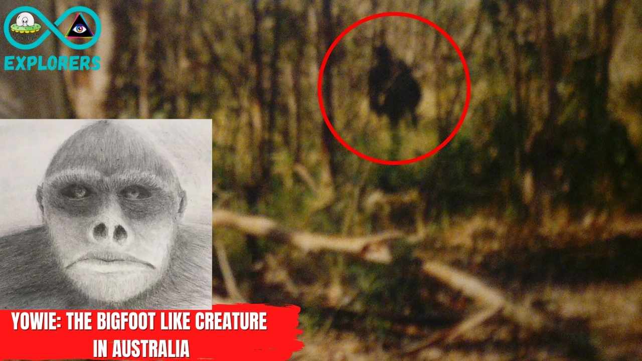 The Bigfoot Yowie: Enigmatic Creature That Scared Australia For Centuries