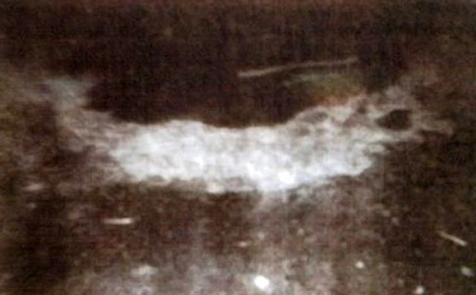 Photo taken by the Johnsons approximately ten minutes after the alleged UFO landing