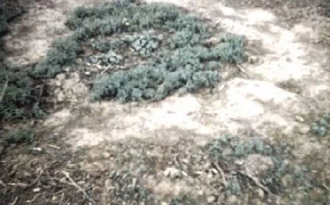The Delphos UFO ring traces 42 months later
