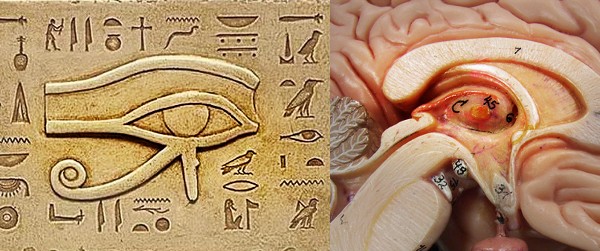 The Pineal Gland: The Biggest Secret of Human Biology, Spiritual Awakening, And Supernatural Abilities